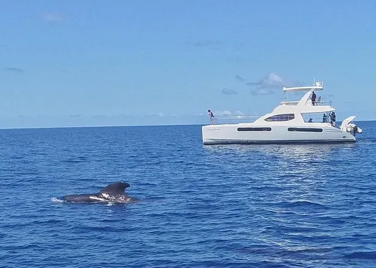 Private Premium Whale and Dolphin Safari St Lucia