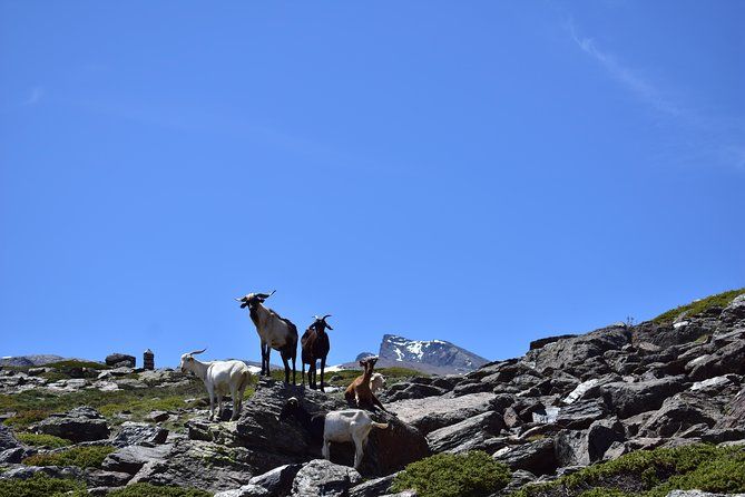Sierra Nevada Tour (Granada)