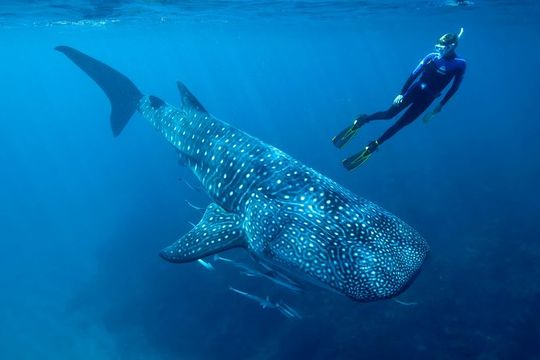 Whale Shark Swimming and Isla Mujeres Beach Tour