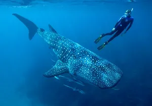 Whale Shark Swimming and Isla Mujeres Beach Tour
