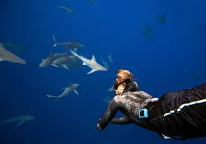 Dive with Sharks in Hawaii: Shark Tour from Haleiwa