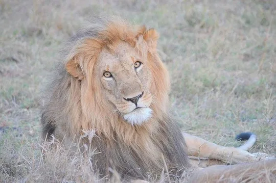 Half-Day Nairobi National Park Safari from Nairobi with Free Pickup