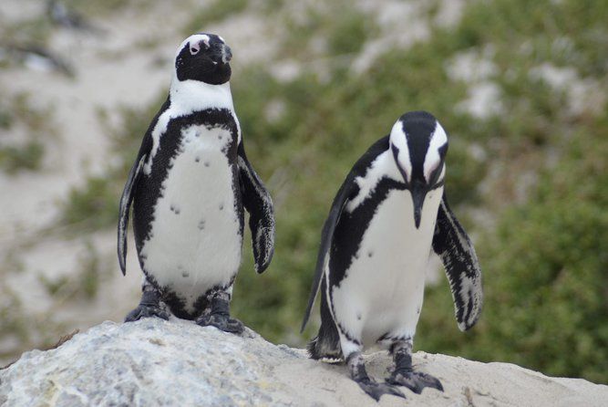 Cape Town Private Tour: Cape of Good hope & Boulders Penguins