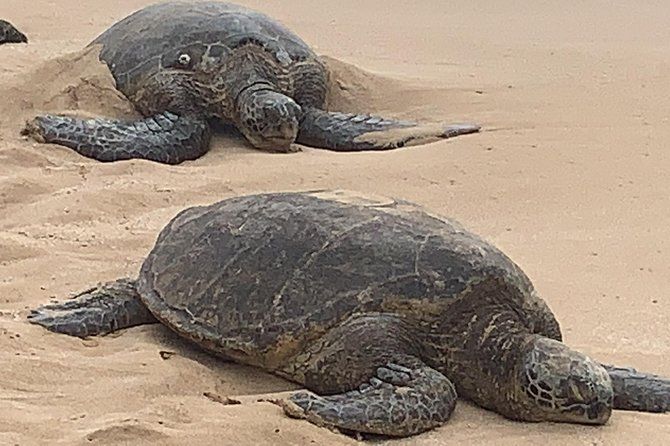 Best of Oahu Full-Day Small-Group Island Tour