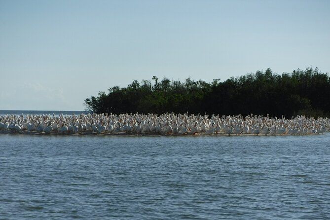 2 Hour Dolphin, Birding and Shelling Tour