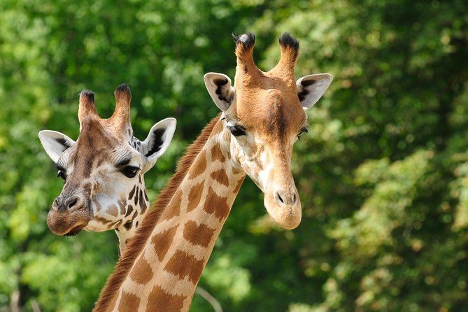 Day tour to Giraffe Center and Karen Blixen Museum