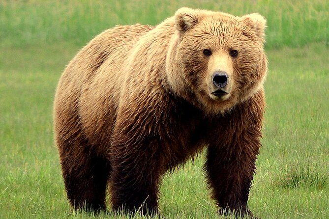 2 Park Bear Viewing Adventure to Katmai and Lake Clark NP