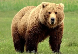 2 Park Bear Viewing Adventure to Katmai and Lake Clark NP