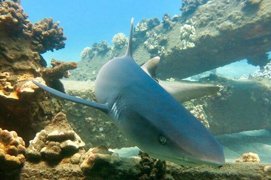 Turtle & Shark Scuba Dive in Lahaina: Certified