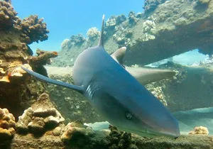 Turtle & Shark Scuba Dive in Lahaina: Certified