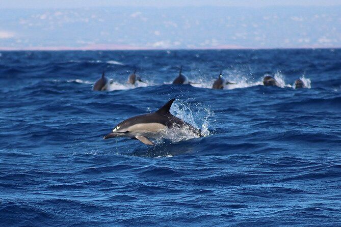 Dolphin Watching Lagos Algarve – RIB Boat Tour