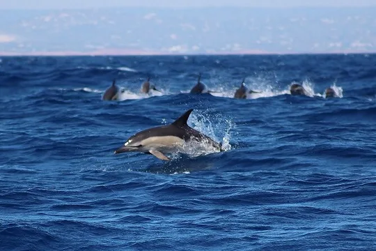 Dolphin Watching Lagos Algarve – RIB Boat Tour
