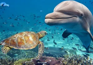 Guided Tour for Dolphin & Sea Turtle Observation in Saint Augustine, Florida