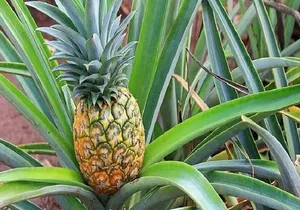 Oahu Grand Circle Island Experience from Waikiki