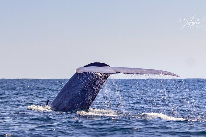 Azores Whale Watching Tour – Ponta Delgada