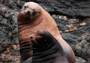 Summer Whale Watching Tour in a Zodiac Boat in Victoria