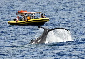 Whale Watching Maui: 2-Hour Small Group Raft Tour from Lahaina