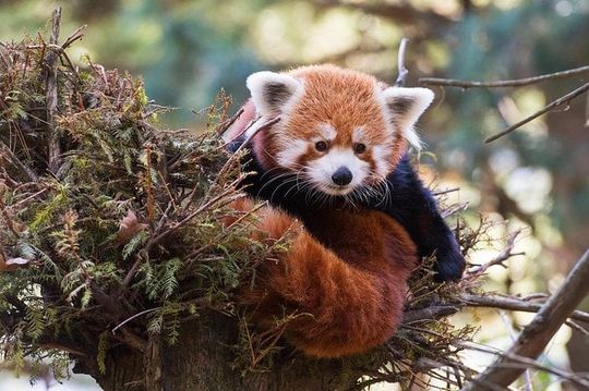 Central Park Zoo Admission Ticket with 4D Theater Access