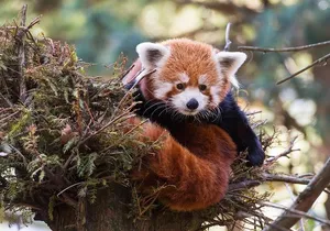 Central Park Zoo Admission Ticket with 4D Theater Access