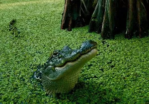 Private Airboat Swamp Tour