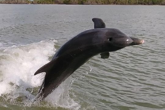 2 Hour Dolphin, Birding and Shelling Tour