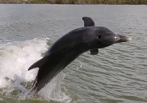 2 Hour Dolphin, Birding and Shelling Tour