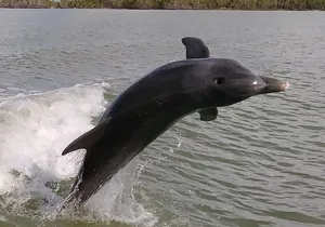 2 Hour Dolphin, Birding and Shelling Tour