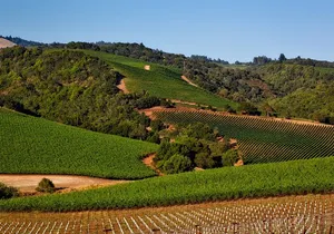 Napa Valley Wine Tasting Tour 6 to 8 Hours max 14 passenger