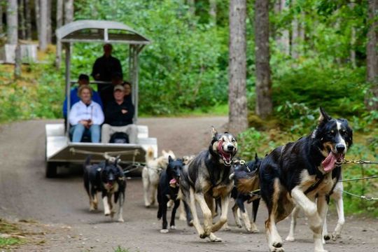 Musher's Camp® & Sled Dog Adventure in Skagway