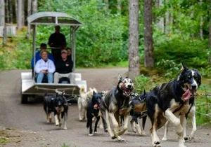 Musher's Camp® & Sled Dog Adventure in Skagway