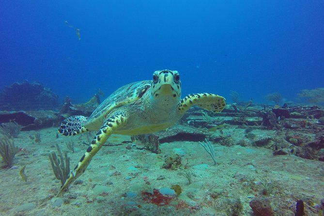 Sand Dollar Half Day Snorkel Trip