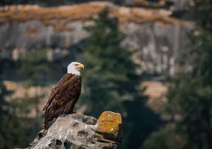 Whale Watching Nanaimo Open Boat Tour