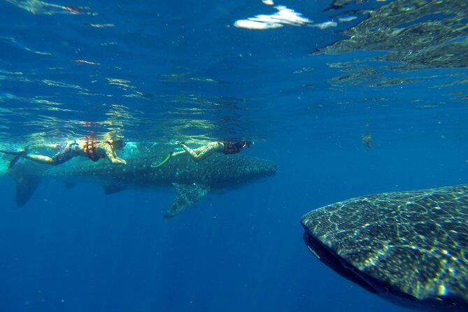 Whale Shark Encounter Full-Day all inclusive Tour from Riviera Maya