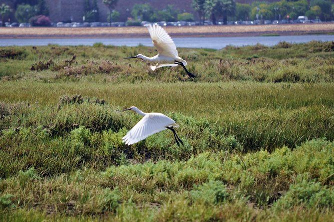 2-hour Bird Watching Guided Boat Trip in Ria Formosa from Faro Algarve