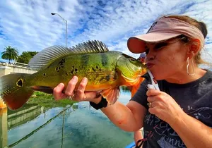 Peacock Bass Fishing Trip near Miami South Beach
