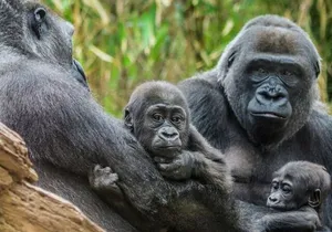 Bronx Zoo Admission Ticket