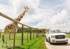 Wild Florida Drive-Thru Safari and Gator Park Admission