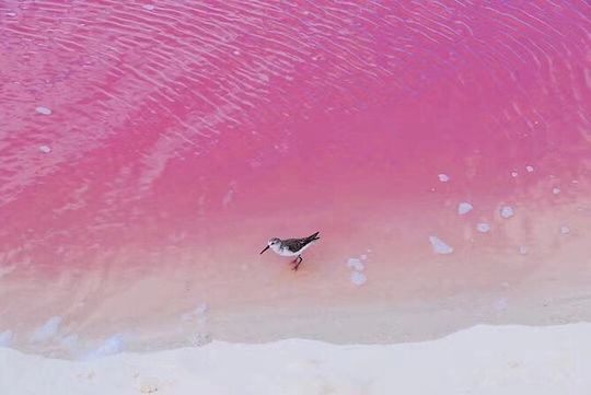 Romantic Las Coloradas Pink Lake,Cenote 1-Day Tour from Cancun