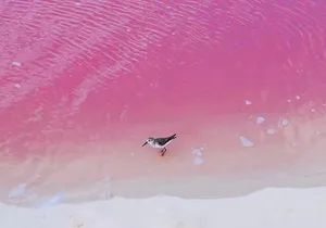 Romantic Las Coloradas Pink Lake,Cenote 1-Day Tour from Cancun