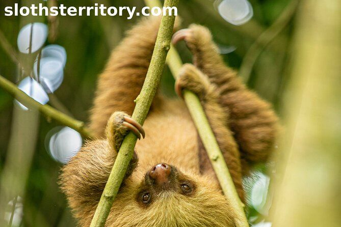 Sloths Watching Tour through Sloth's Territory