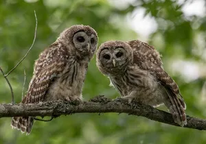 Ultimate Acadia National Park Self-Guided Driving Audio Tour