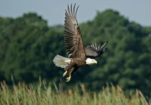 VIP Private Airboat Tour near Orlando