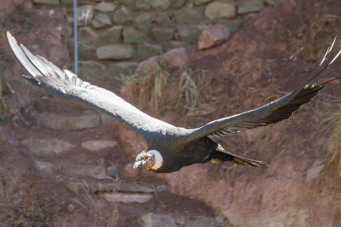 Cochahuasi Animal Sanctuary® Admission Ticket