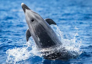 Kaimana Ocean Safari