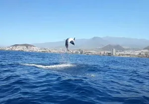 Tenerife by Kayak Adventure in small group