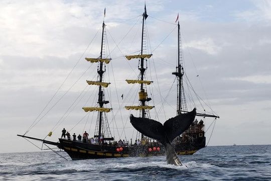 Whale-Watching Pirate Ship Cruise in Los Cabos