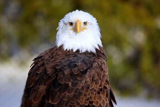 Central Florida Everglades Airboat Tour from Orlando with Pickup