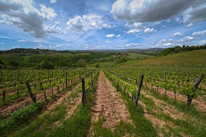 Siena: A Wine Tour and Tasting Experience