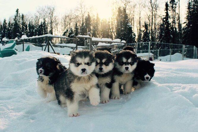 Dogsled Adventure in Fairbanks with Homestead tour