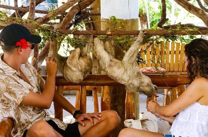 野生動物の冒険、チョコレート工場、市内観光、ビーチブレイク